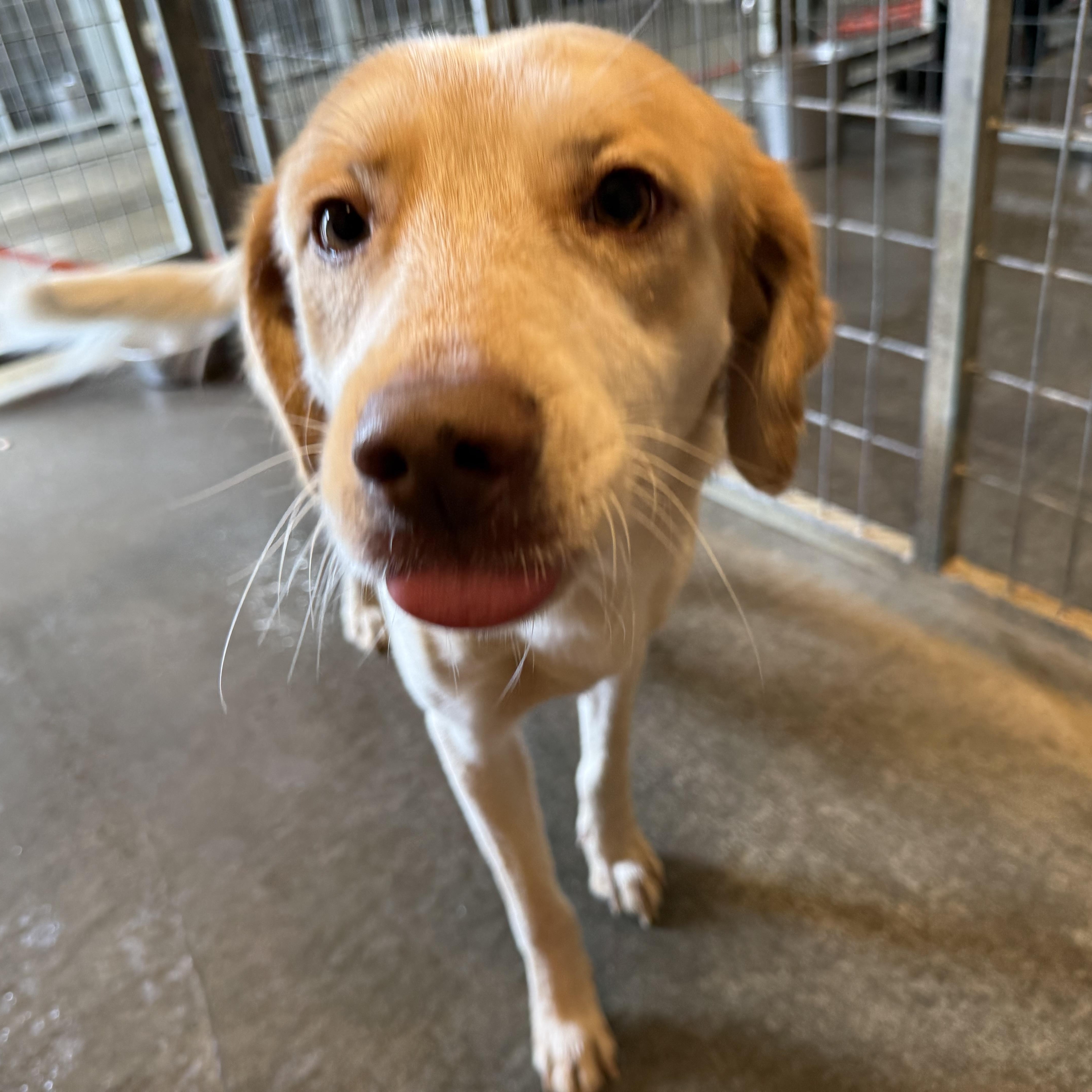Colby, Adoptable, Young Male Australian Cattle Dog / Blue Heeler.