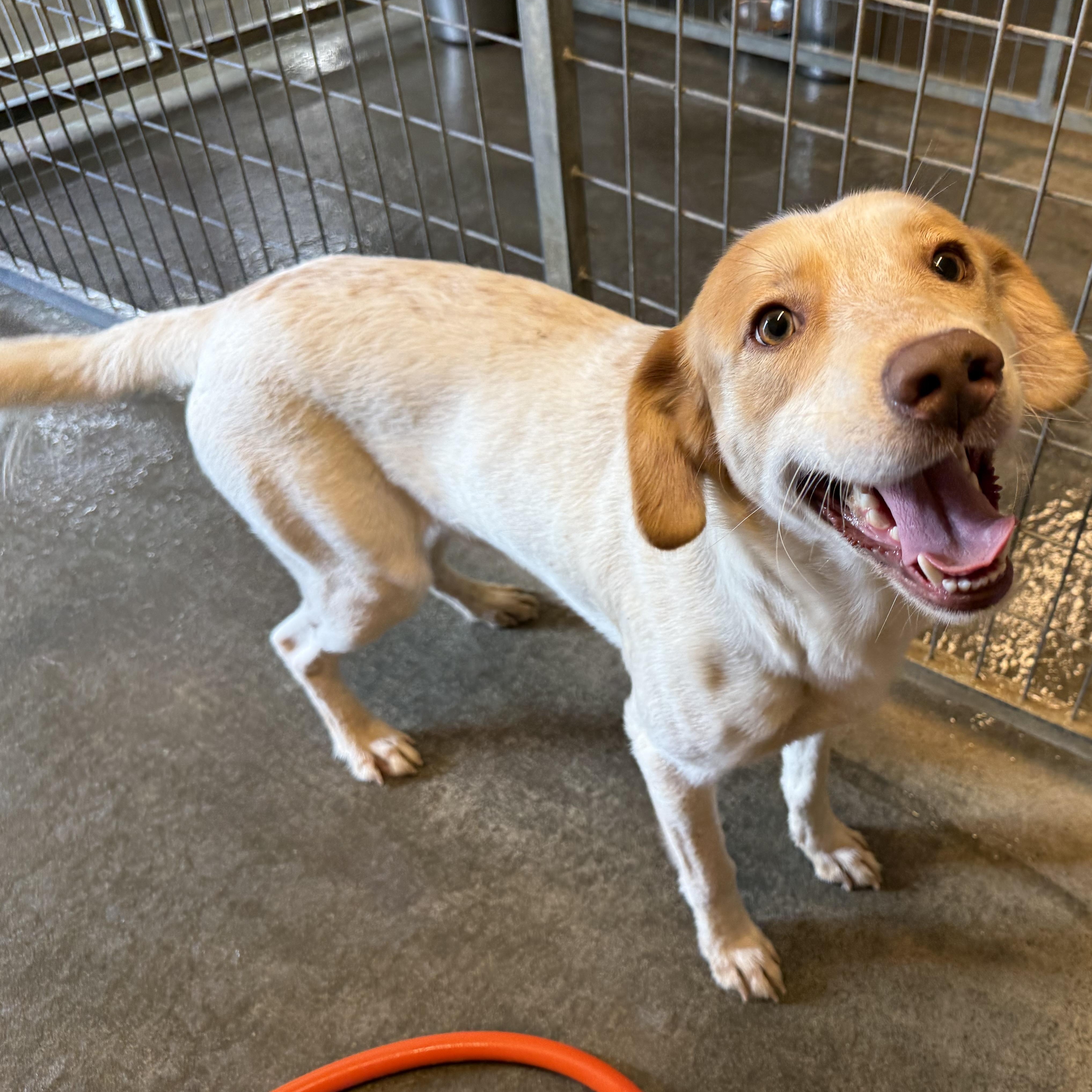 Colby, Adoptable, Young Male Australian Cattle Dog / Blue Heeler.