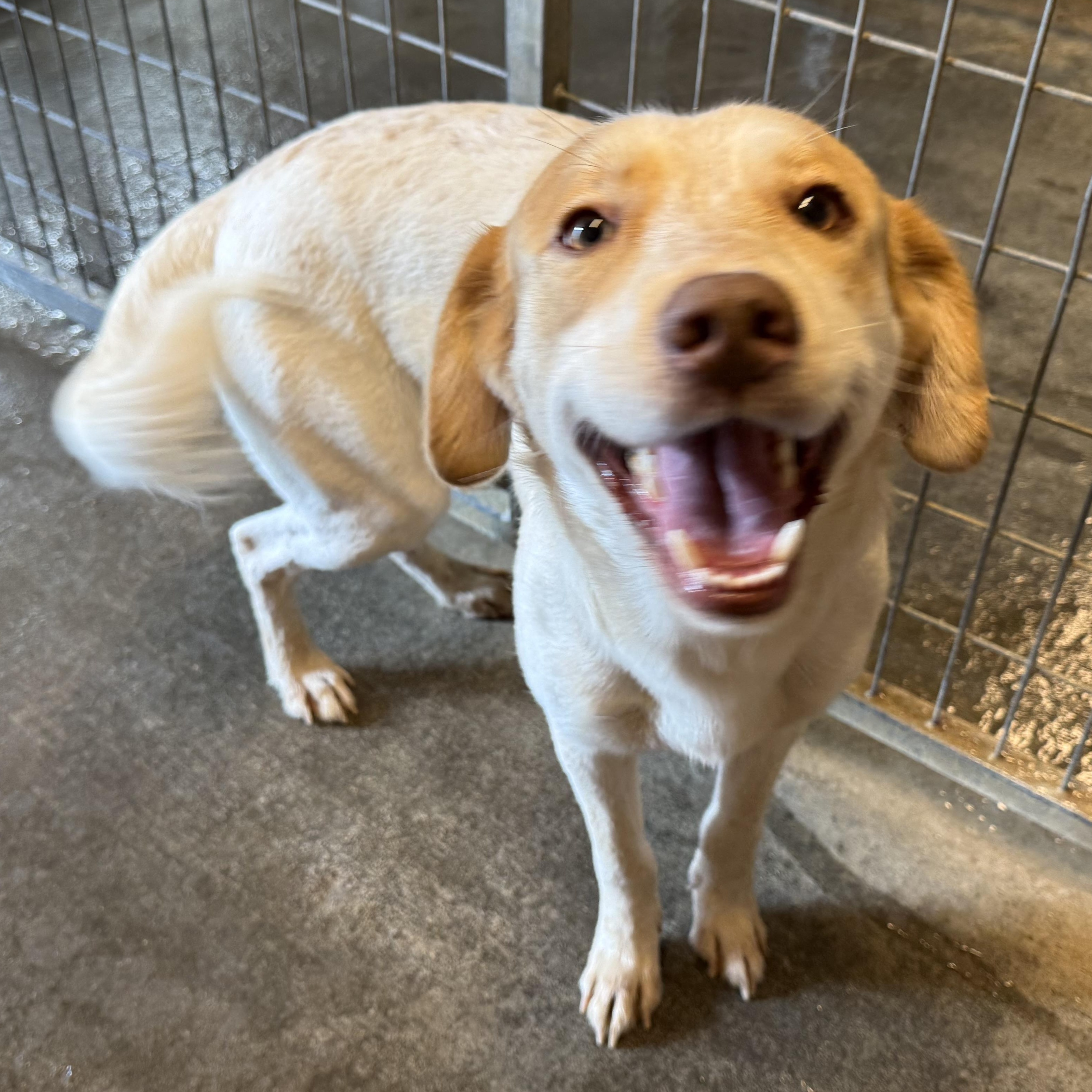 Enlarge Colby, a Adoptable mixed breed in Lewisburg, TN image 3/3