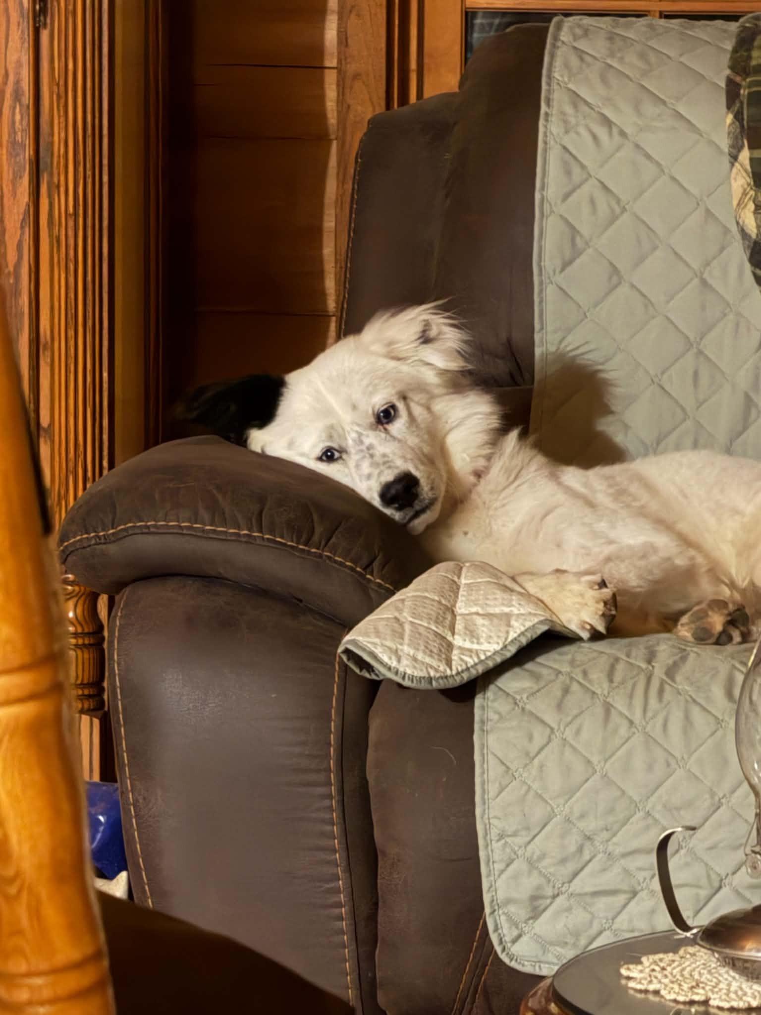 Enlarge Ranger, a Adoption Pending Border Collie in Seymour, IN image 5/6