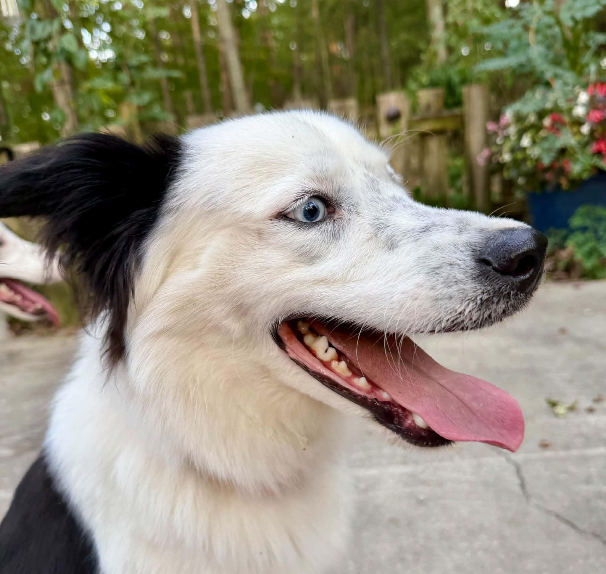 Enlarge Ranger, a Adoption Pending Border Collie in Seymour, IN image 2/6