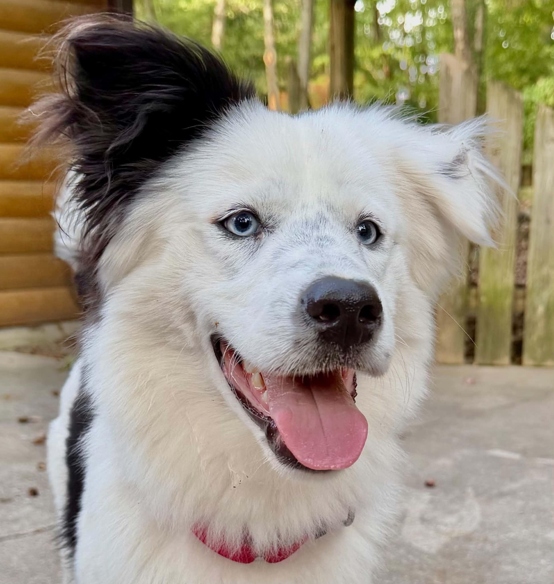 Enlarge Ranger, a Adoption Pending Border Collie in Seymour, IN image 4/6