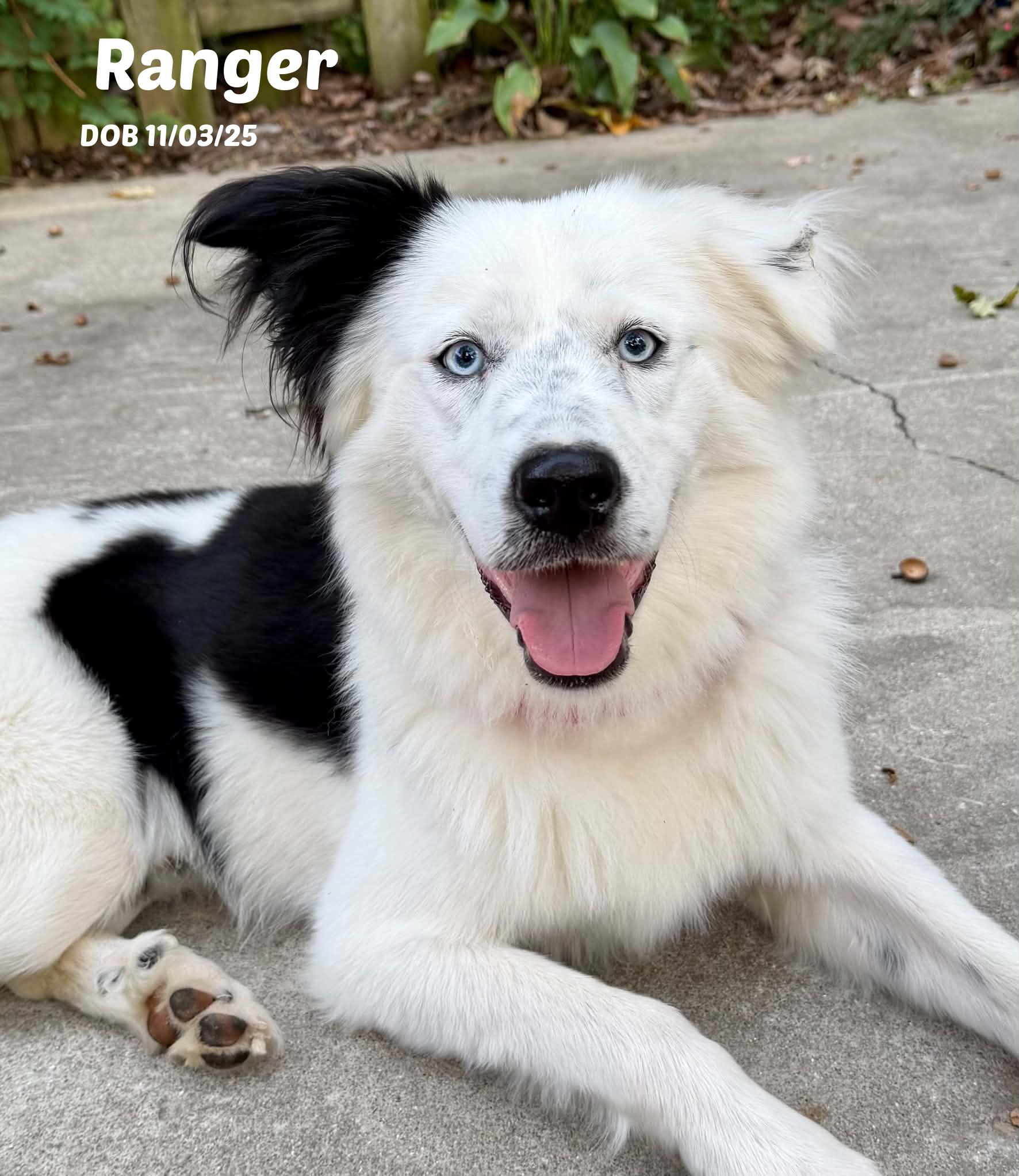 Enlarge Ranger, a Adoption Pending Border Collie in Seymour, IN image 1/6