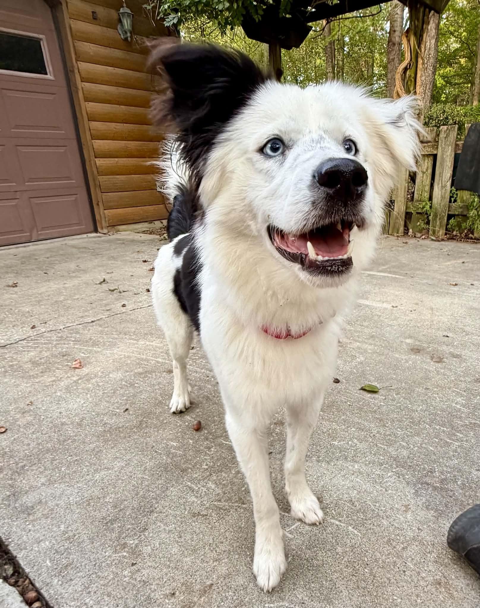 Enlarge Ranger, a Adoption Pending Border Collie in Seymour, IN image 3/6