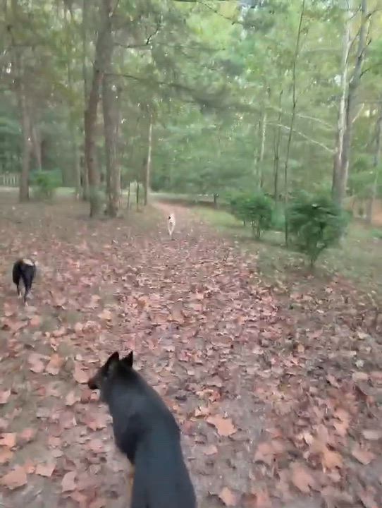 Enlarge Ranger, a Adoption Pending Border Collie in Seymour, IN video 6/6