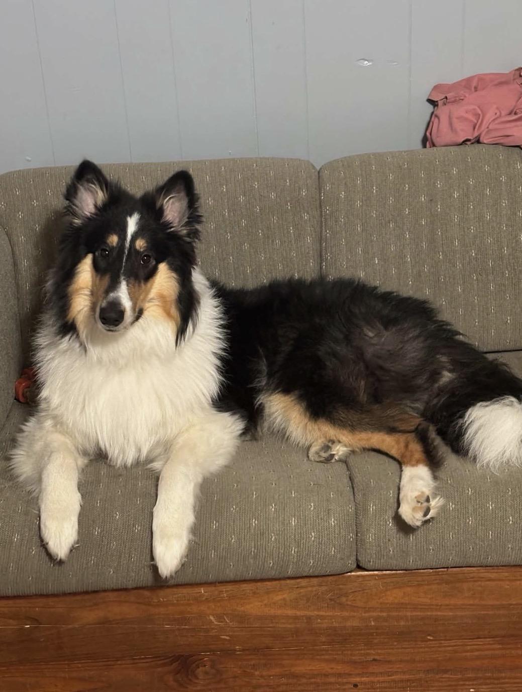 Frost, Adopted, Puppy Male Rough Collie.