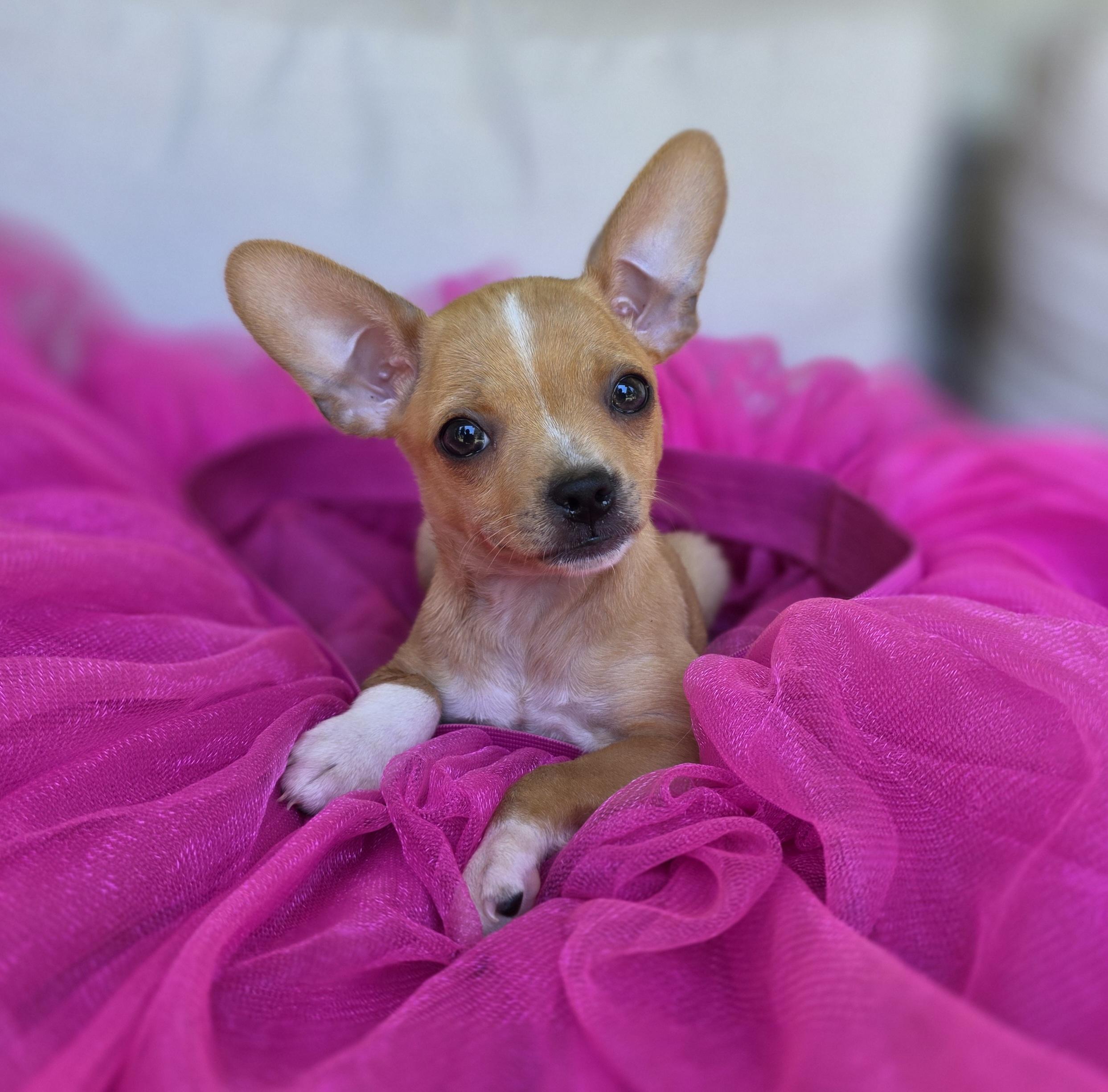 Enlarge Princess Tatiana, a ADOPTABLE Chihuahua in Clovis, CA image 2/2