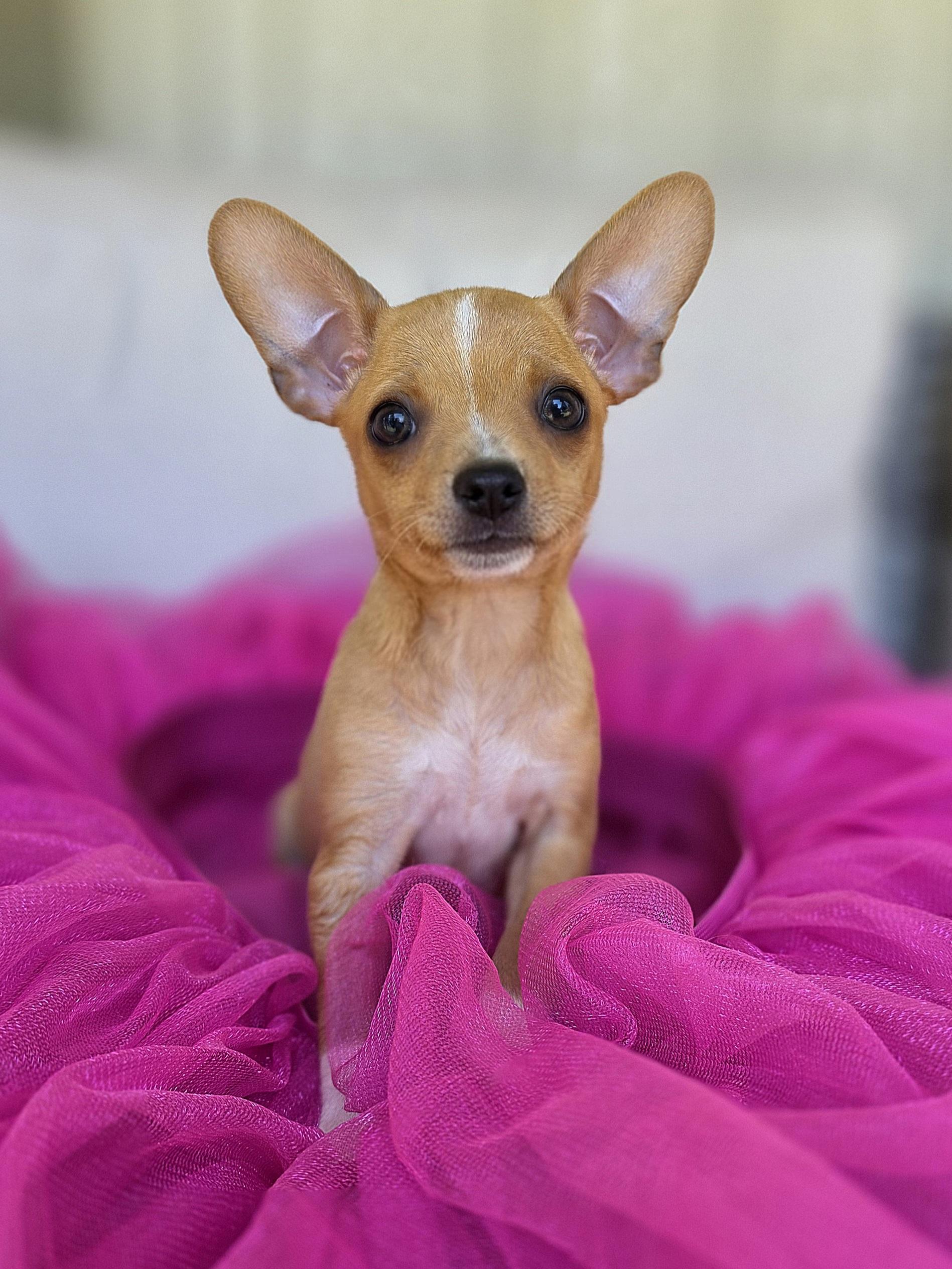 Enlarge Princess Tatiana, a ADOPTABLE Chihuahua in Clovis, CA image 1/2