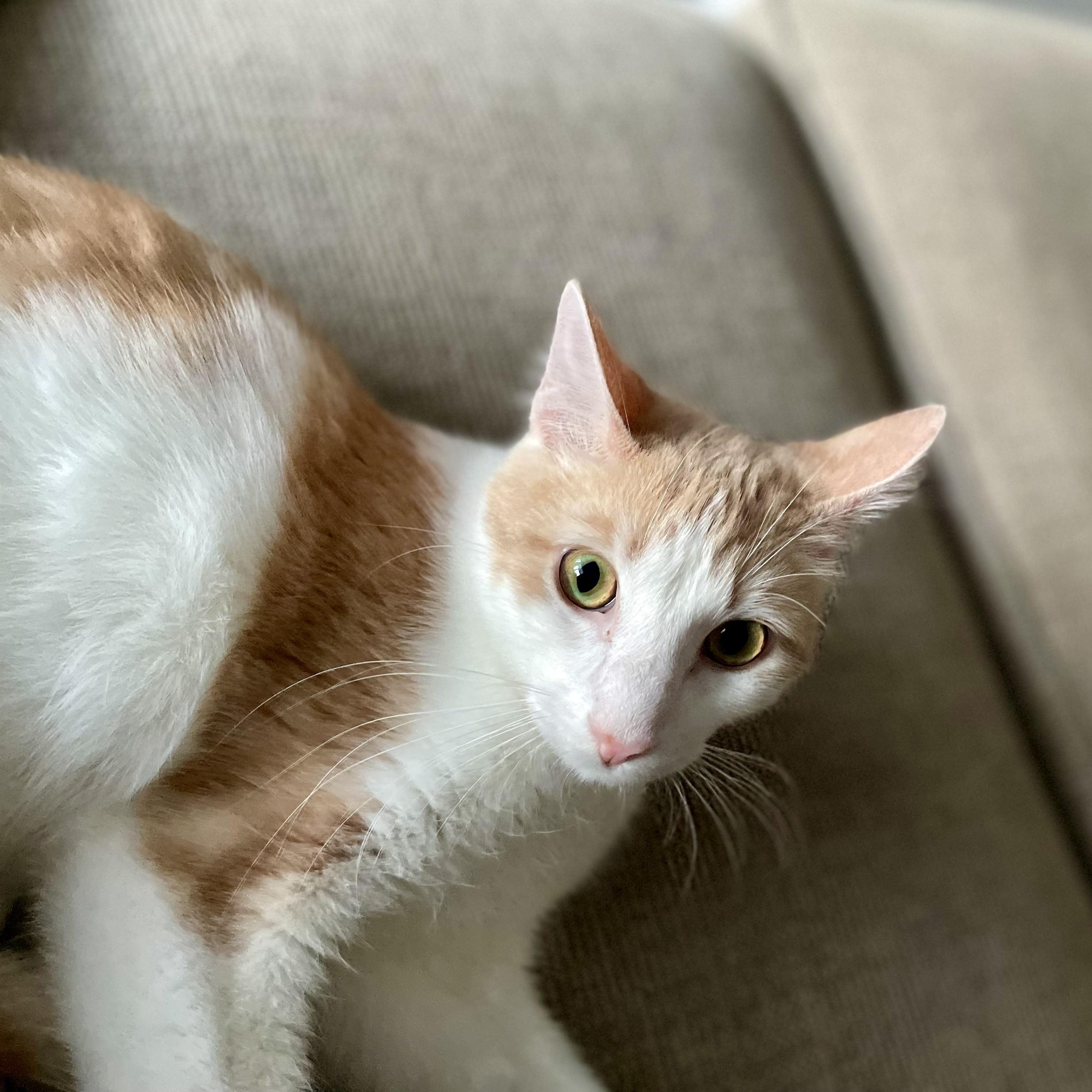 Jaspar, Young Male unknown