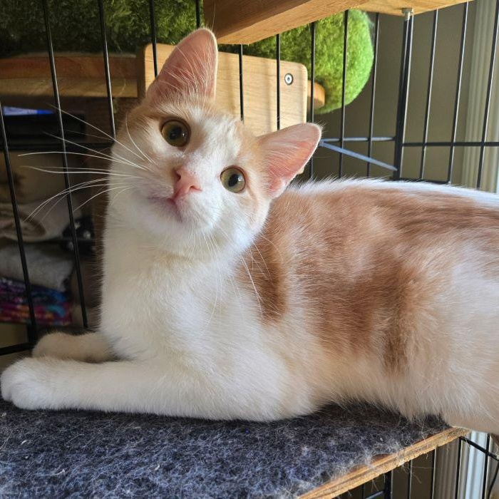 Jaspar, Young Male unknown