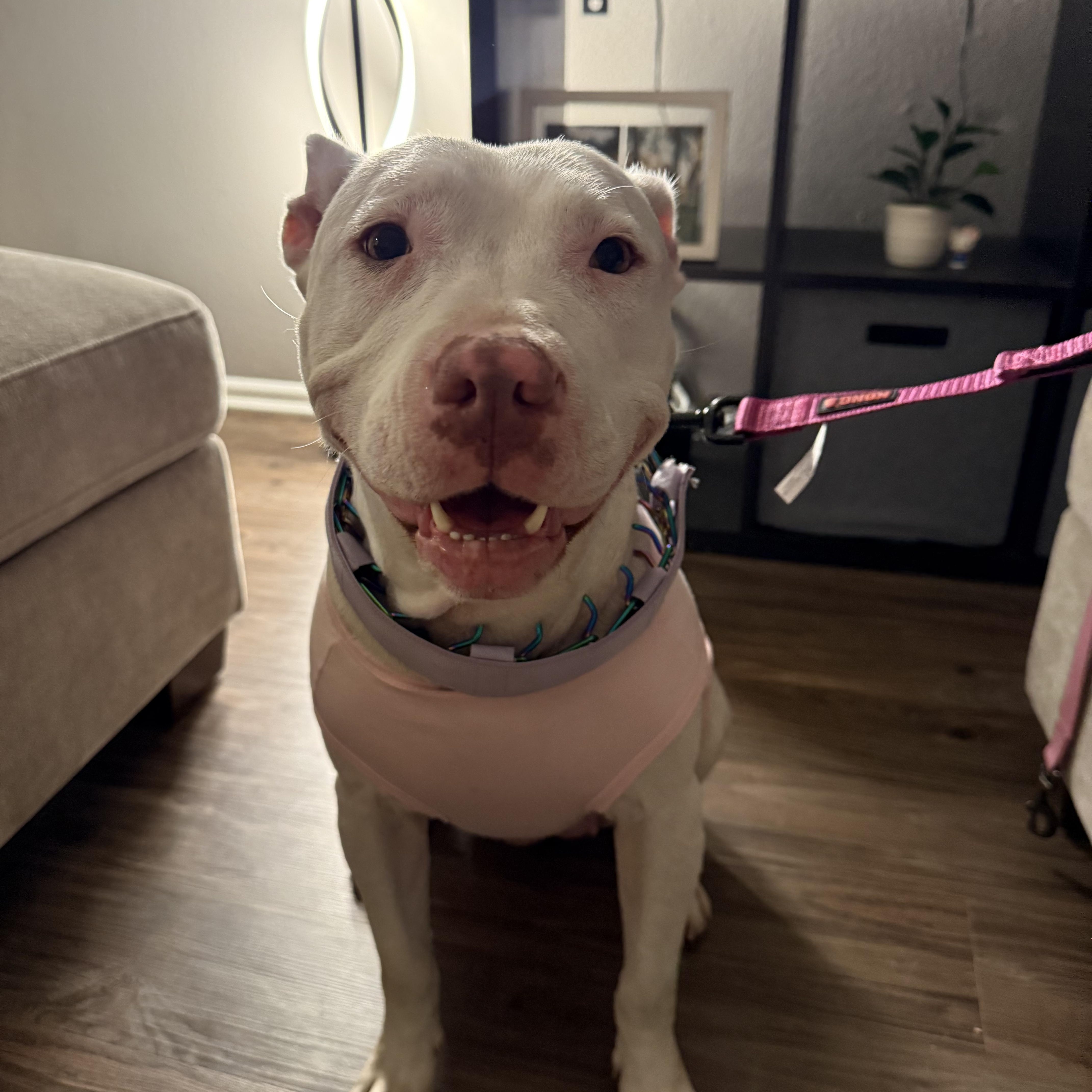 Cloud, a ADOPTABLE Pit Bull Terrier in Huntington Beach, CA image 2/5