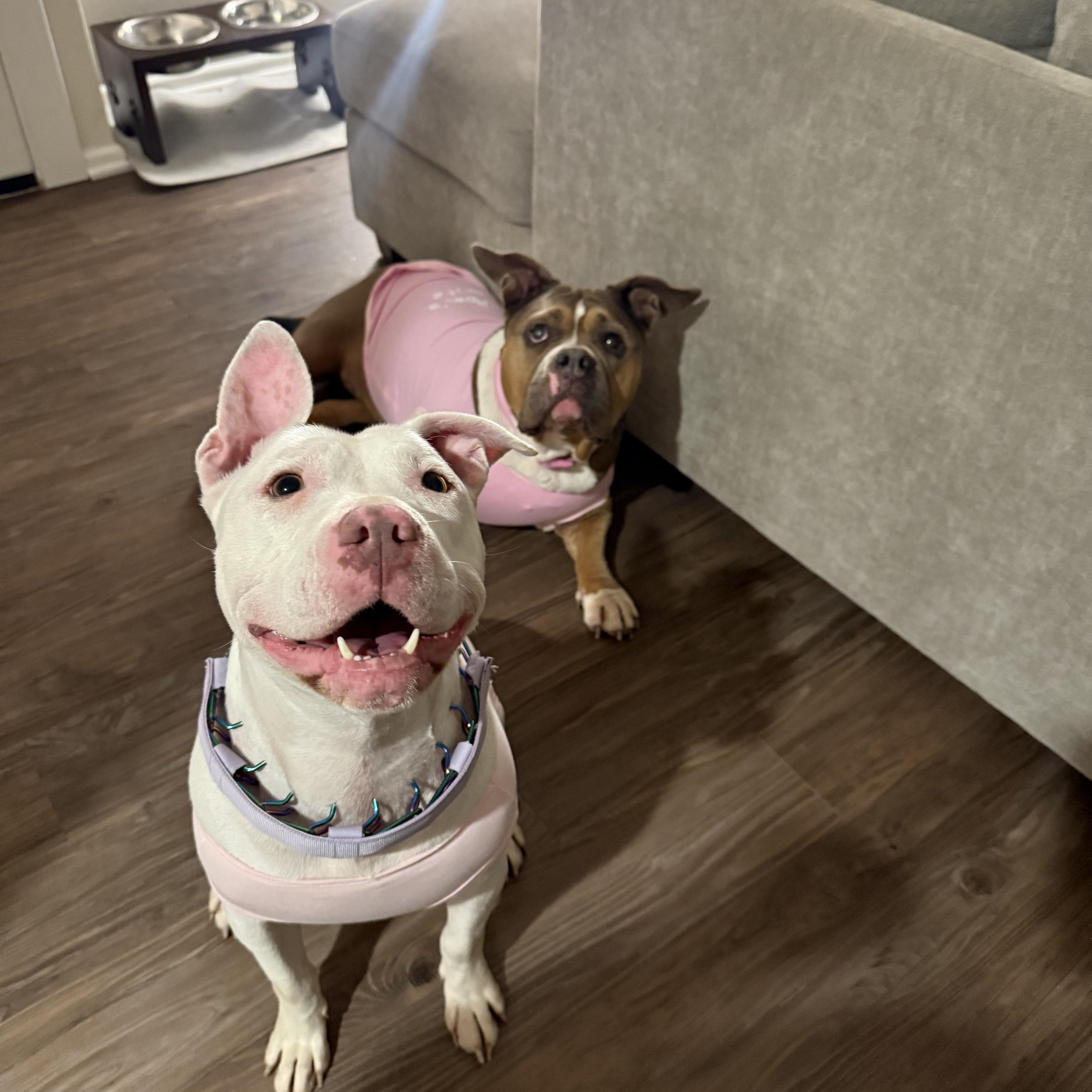 Cloud, a ADOPTABLE Pit Bull Terrier in Huntington Beach, CA image 5/5