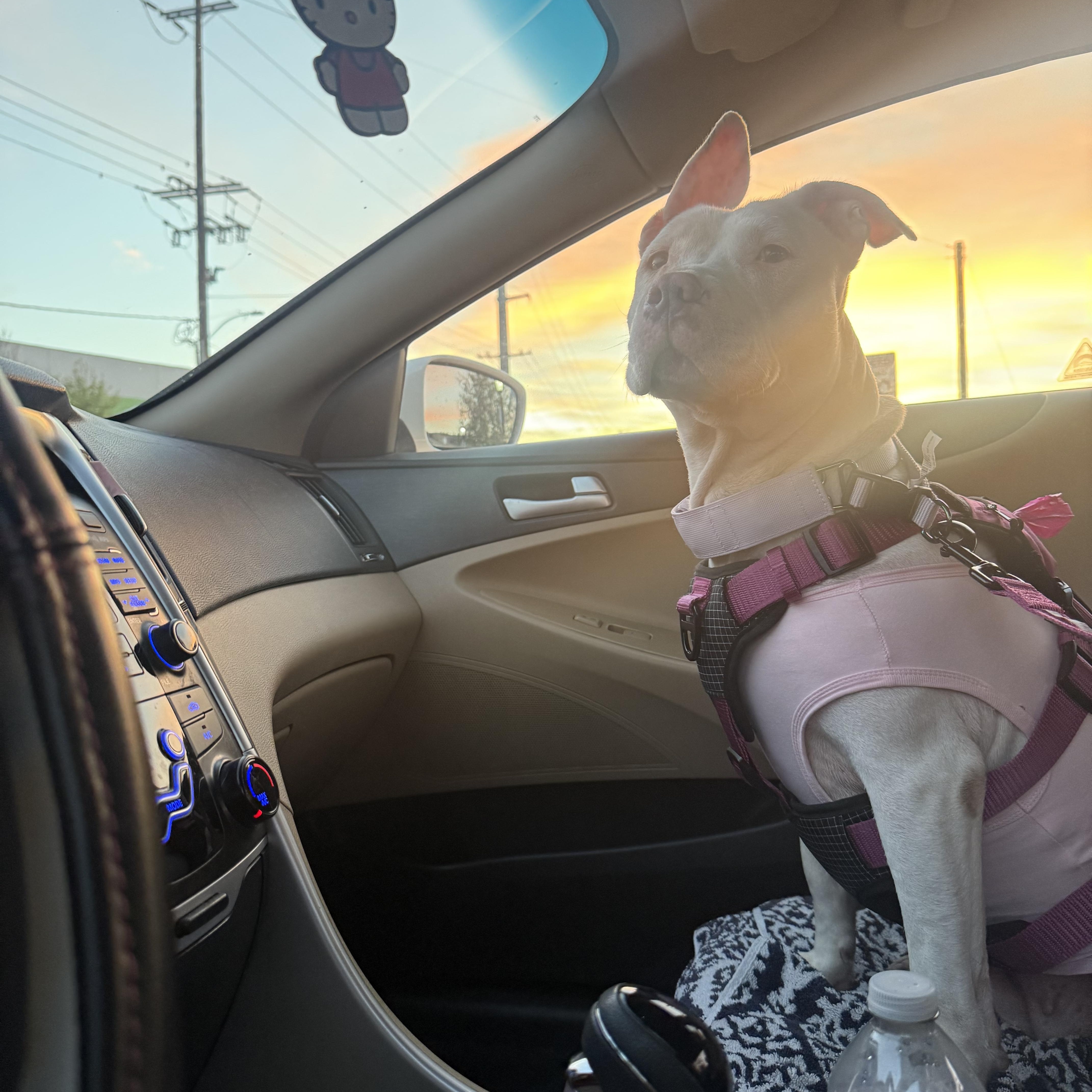 Cloud, a ADOPTABLE Pit Bull Terrier in Huntington Beach, CA image 3/5