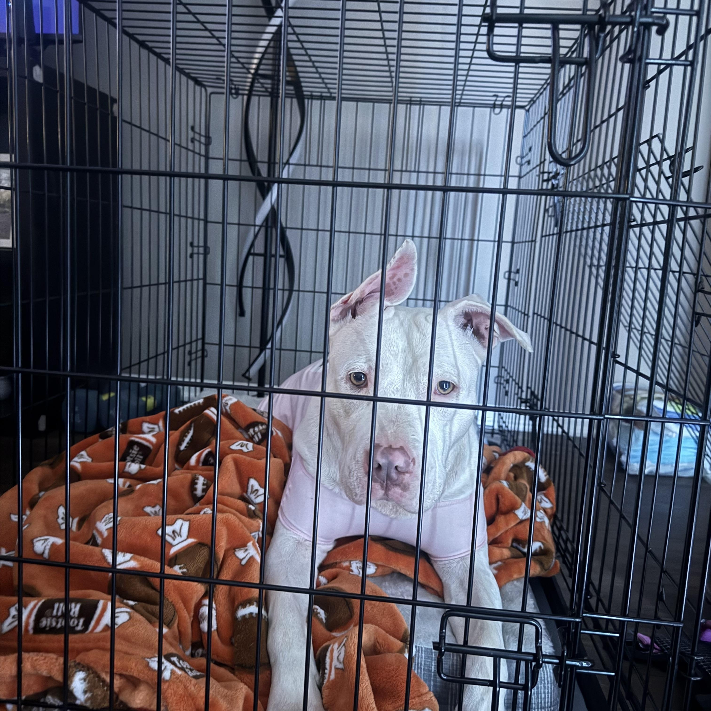 Cloud, ADOPTABLE, Young Female Pit Bull Terrier.