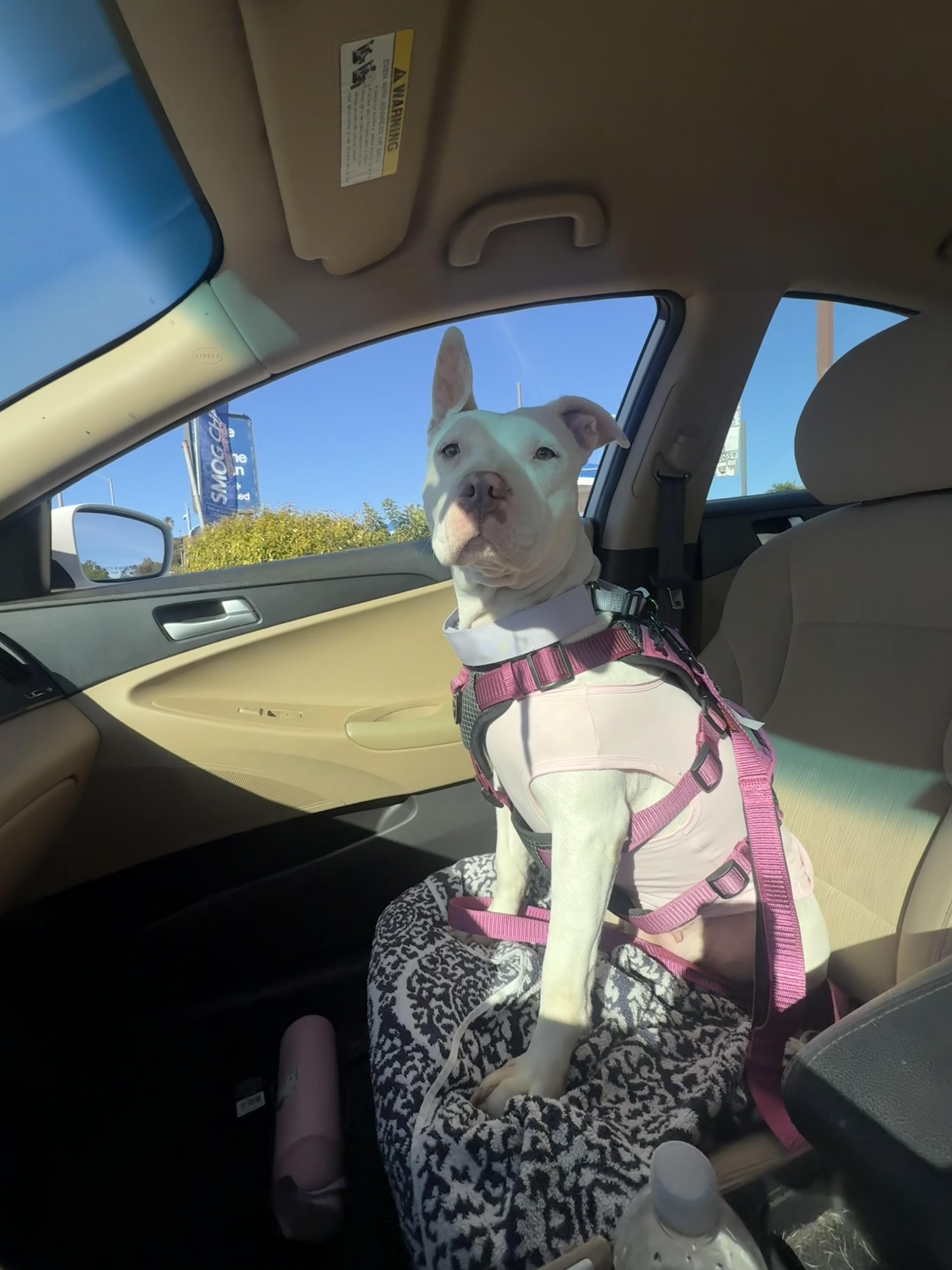 Cloud, a ADOPTABLE Pit Bull Terrier in Huntington Beach, CA image 4/5