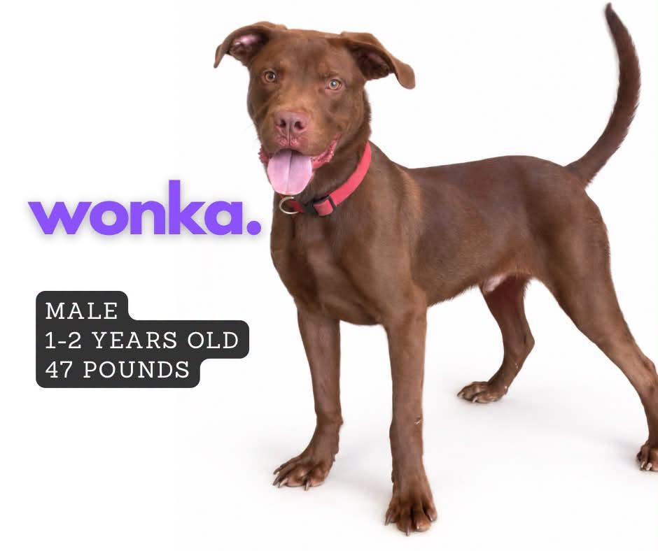 Wonka photo