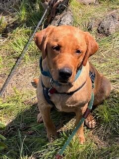 Enlarge Wrangler, a Adoptable mixed breed in renton, WA image 1/6