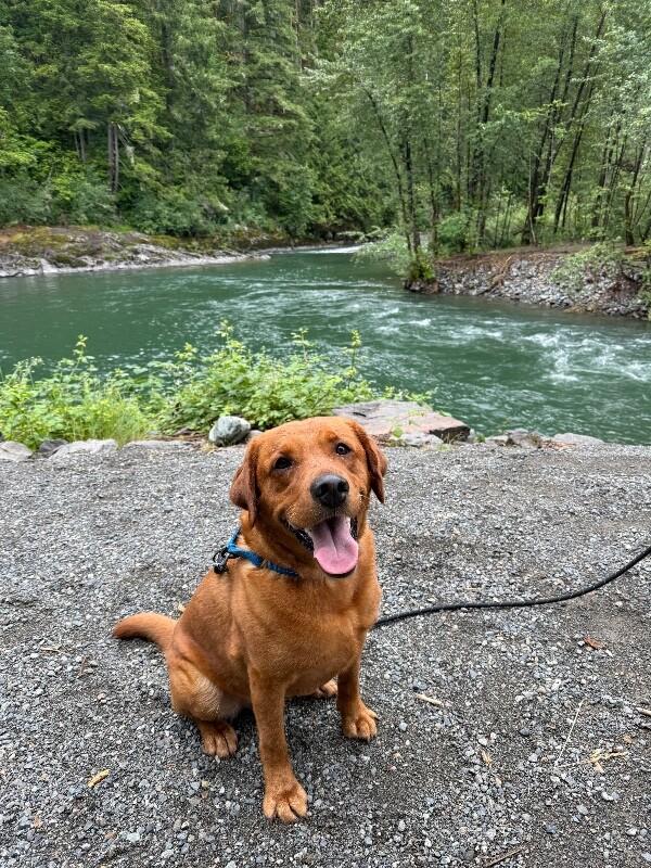 Enlarge Wrangler, a Adoptable mixed breed in renton, WA image 2/6