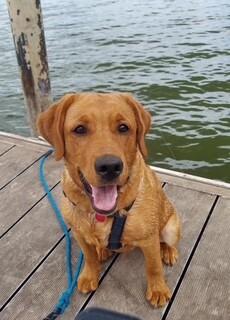 Enlarge Wrangler, a Adoptable mixed breed in renton, WA image 3/6