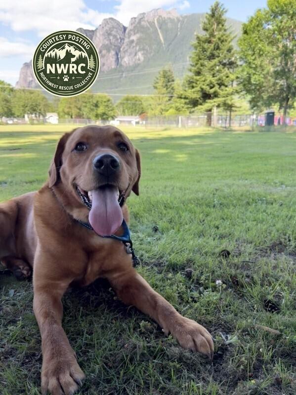 Enlarge Wrangler, a Adoptable mixed breed in renton, WA image 5/6