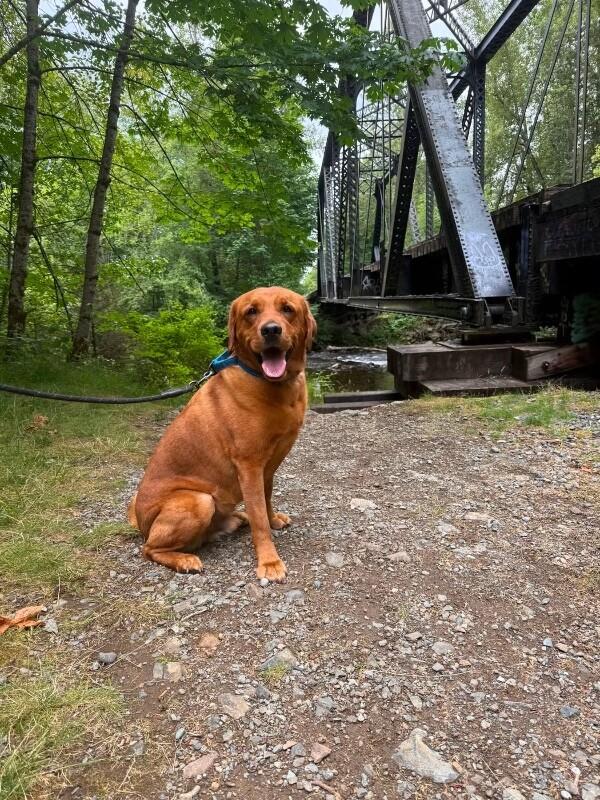 Enlarge Wrangler, a Adoptable mixed breed in renton, WA image 6/6