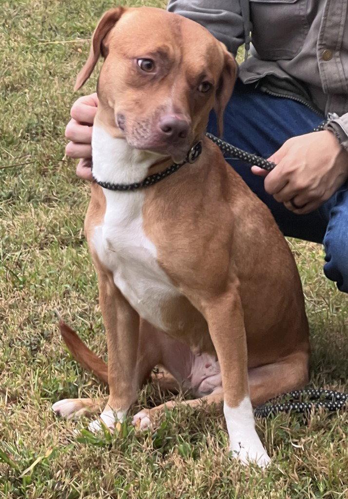 PR 55  Heaven HHS RRP, Adoptable, Adult Female Pit Bull Terrier.
