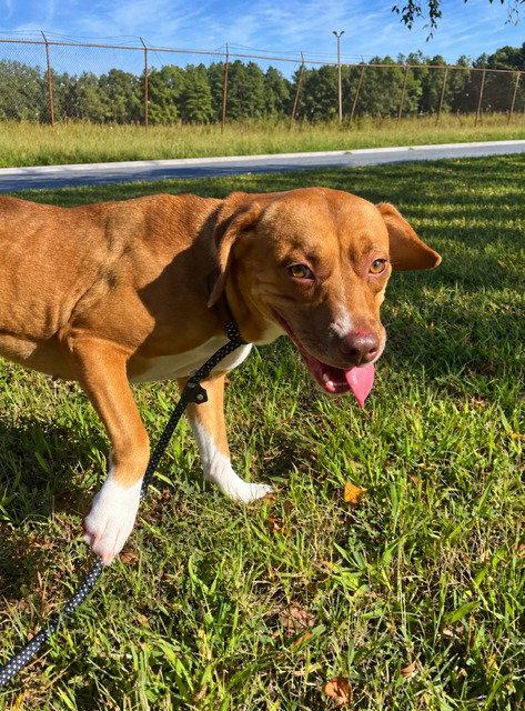 Enlarge PR 55  Heaven HHS RRP, a Adoptable Pit Bull Terrier in Glen Allen, VA image 2/3