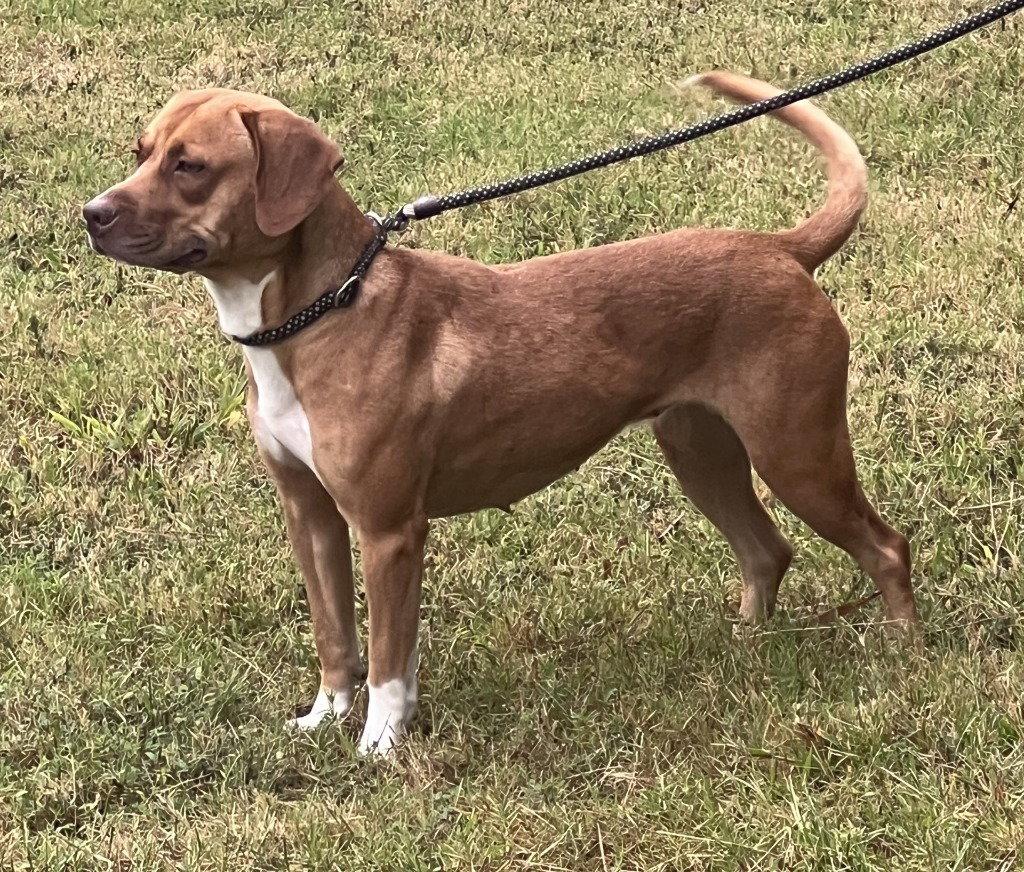 Enlarge PR 55  Heaven HHS RRP, a Adoptable Pit Bull Terrier in Glen Allen, VA image 3/3