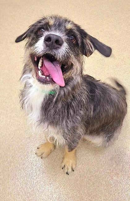 Bruce, Adoptable, Adult Male Terrier & Mixed Breed.
