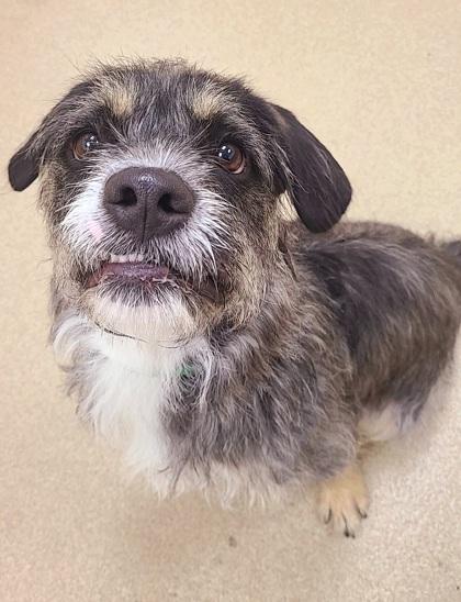 Bruce, a Adoptable mixed breed in Phoenix, AZ image 2/3