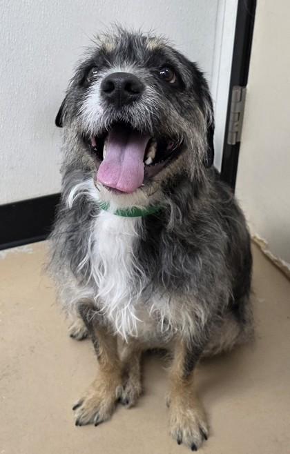 Bruce, a Adoptable mixed breed in Phoenix, AZ image 3/3