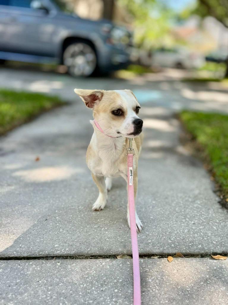 Enlarge Sweetie pie, a Adoptable mixed breed in Tampa, FL image 2/3