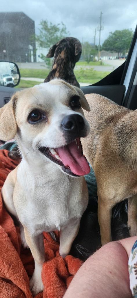 Enlarge Sweetie pie, a Adoptable mixed breed in Tampa, FL image 3/3