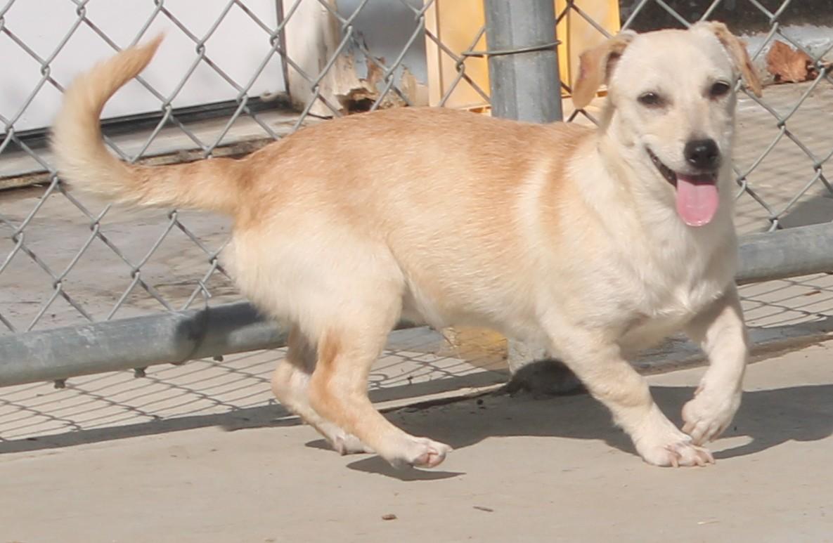 Enlarge Sofie, a Adoptable mixed breed in Wasco, CA image 2/6