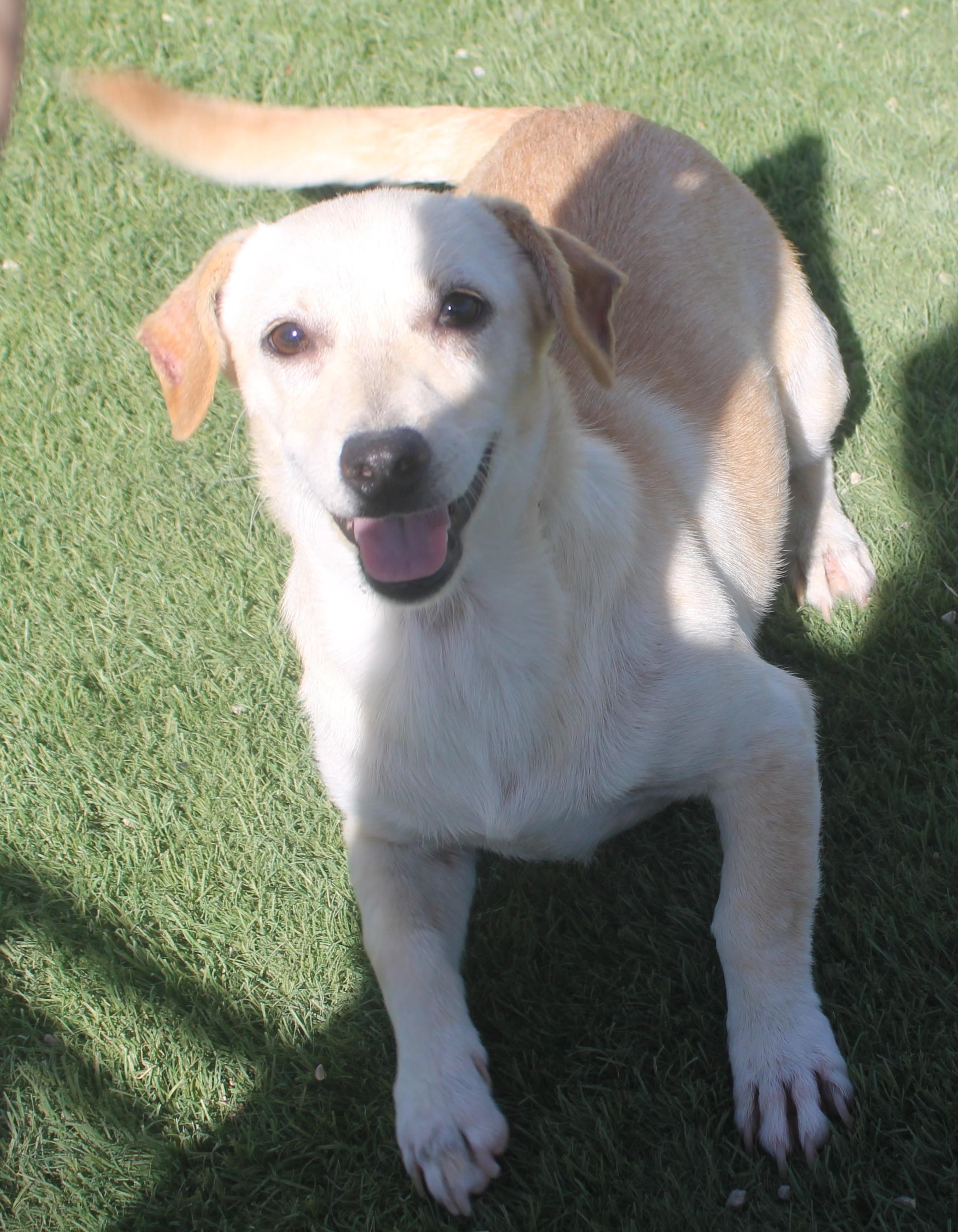 Enlarge Sofie, a Adoptable mixed breed in Wasco, CA image 4/6