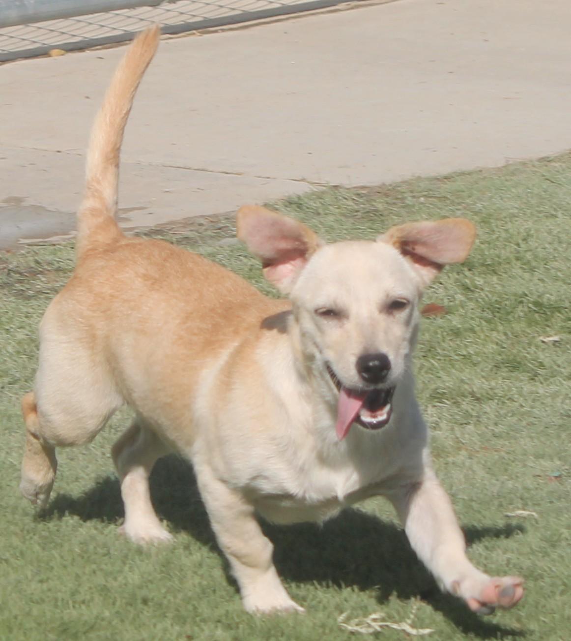 Enlarge Sofie, a Adoptable mixed breed in Wasco, CA image 3/6