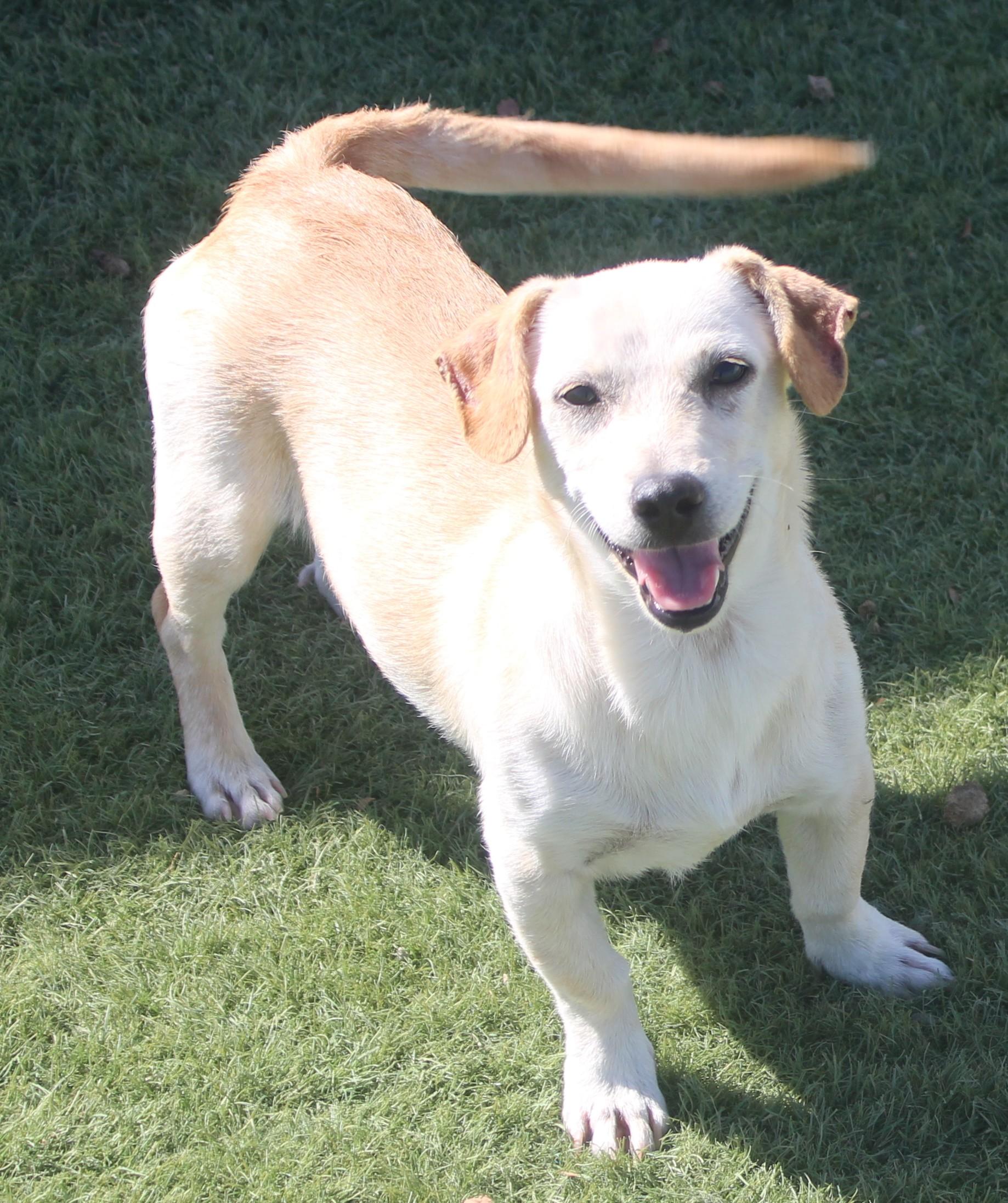 Enlarge Sofie, a Adoptable mixed breed in Wasco, CA image 1/6