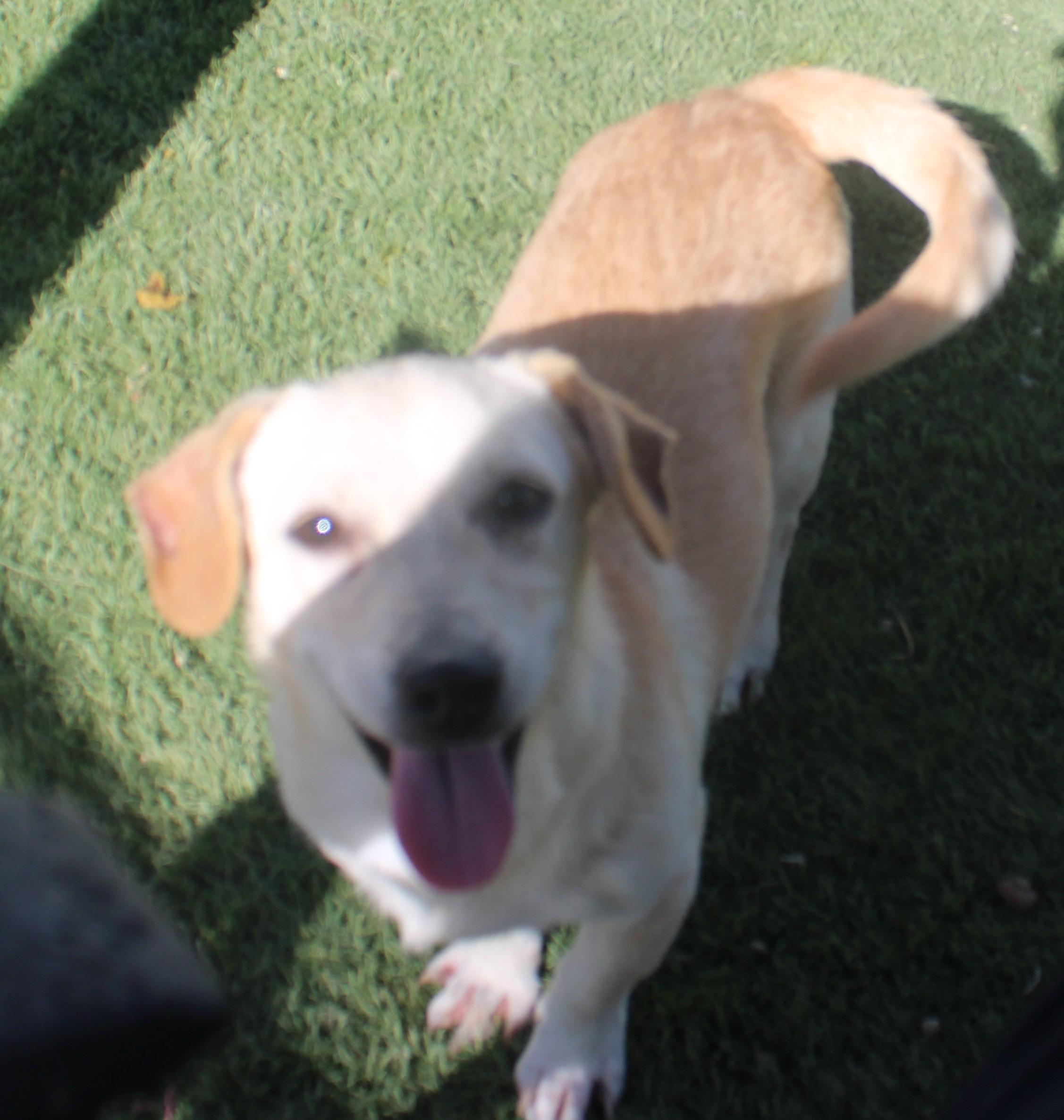 Enlarge Sofie, a Adoptable mixed breed in Wasco, CA image 5/6