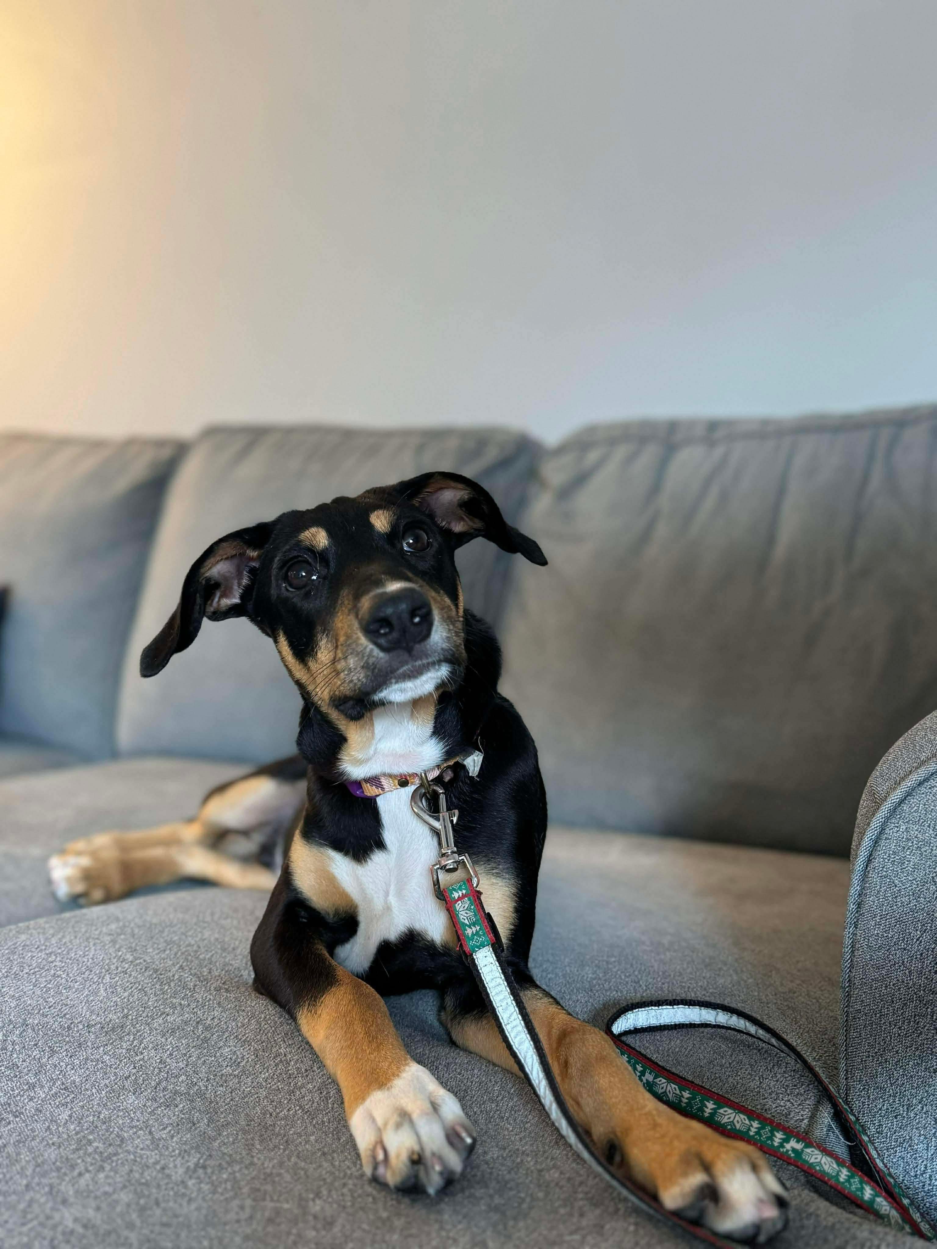 Johnny Boy, ADOPTABLE, Puppy Male Mixed Breed.