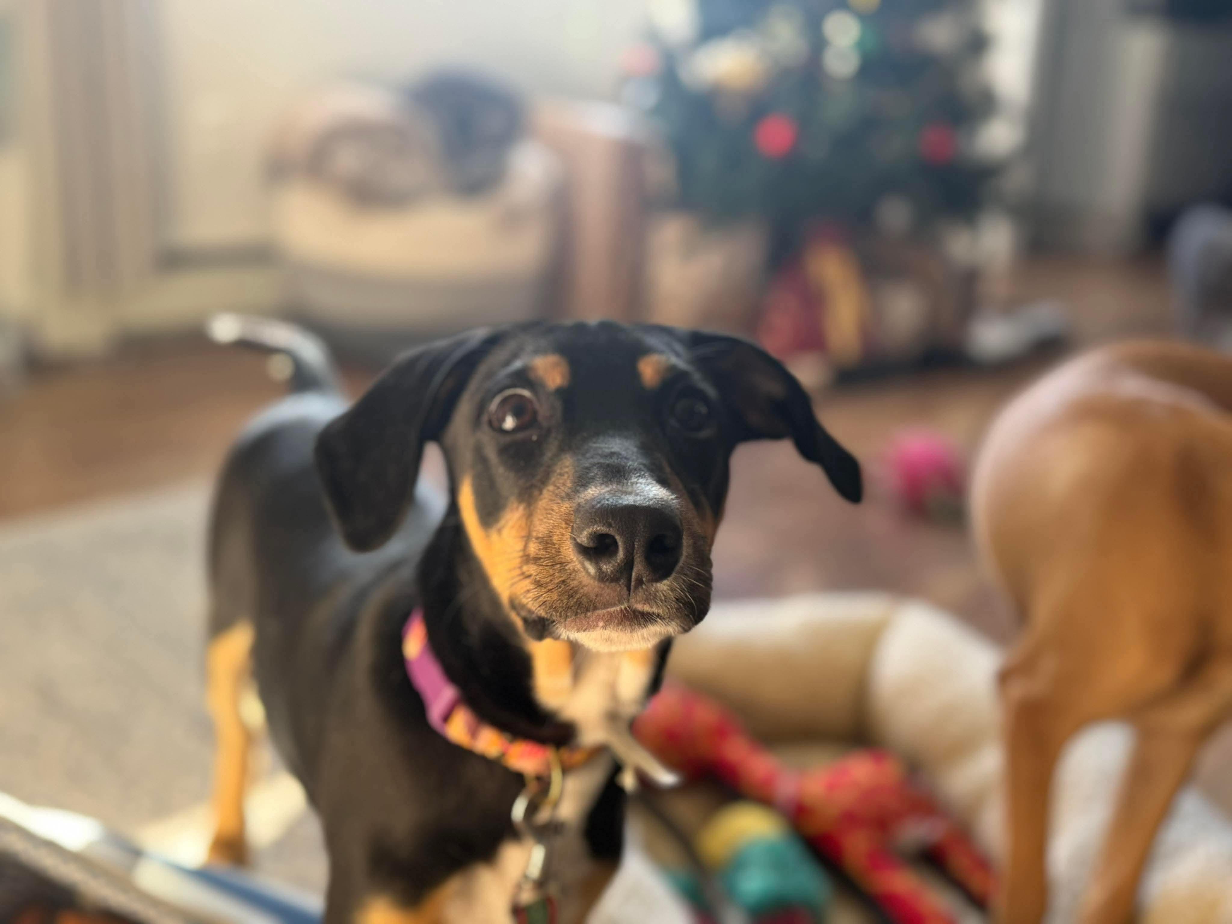 Johnny Boy, ADOPTABLE, Puppy Male Mixed Breed.