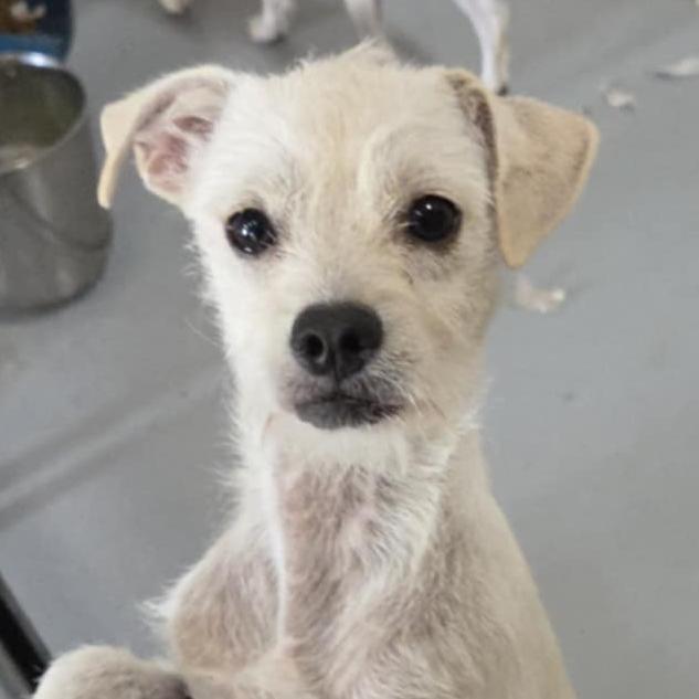 Tylor Fj thumbnail 5