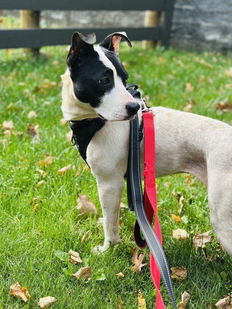 Enlarge Dumpling, a Adoptable mixed breed in Pottstown, PA image 2/5