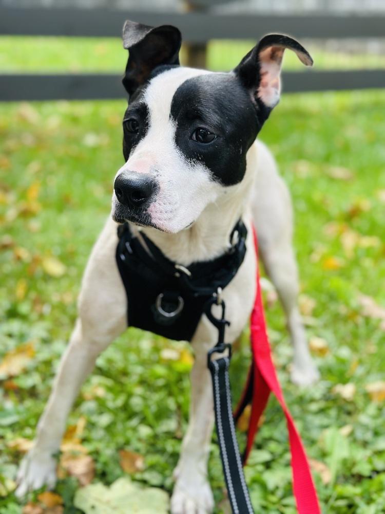 Enlarge Dumpling, a Adoptable mixed breed in Pottstown, PA image 3/5