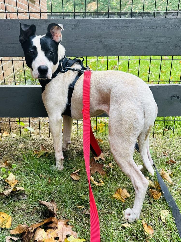 Enlarge Dumpling, a Adoptable mixed breed in Pottstown, PA image 4/5