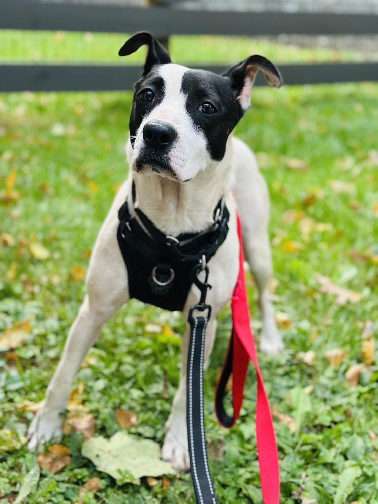 Enlarge Dumpling, a Adoptable mixed breed in Pottstown, PA image 5/5