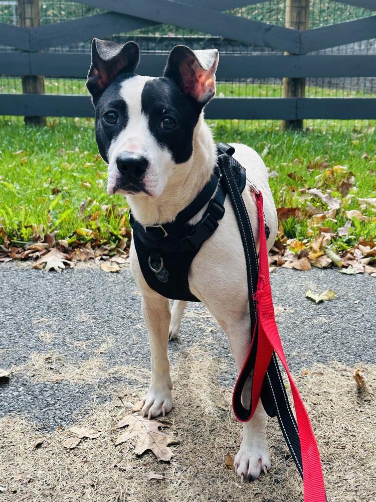 Enlarge Dumpling, a Adoptable mixed breed in Pottstown, PA image 1/5