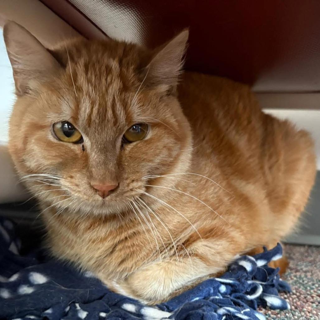 Enlarge Kumquat, a Adoptable Domestic Short Hair in Hamburg, NY image 2/2