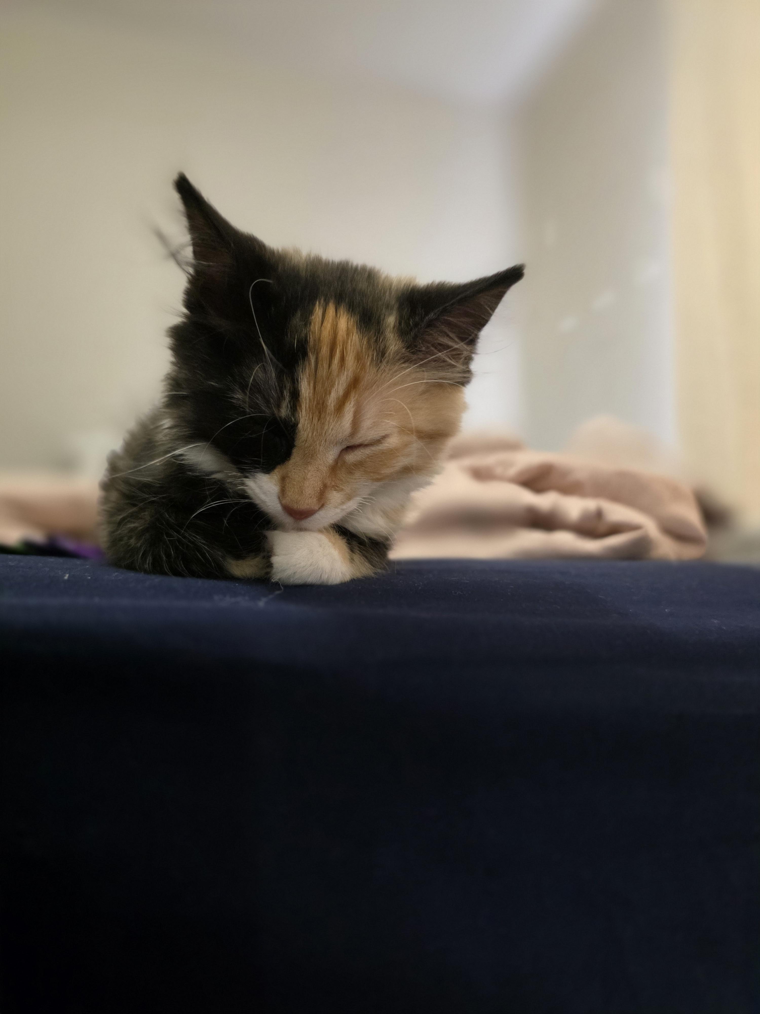Enlarge Honey, an adopted Domestic Long Hair in Wilmington, NC image 2/4
