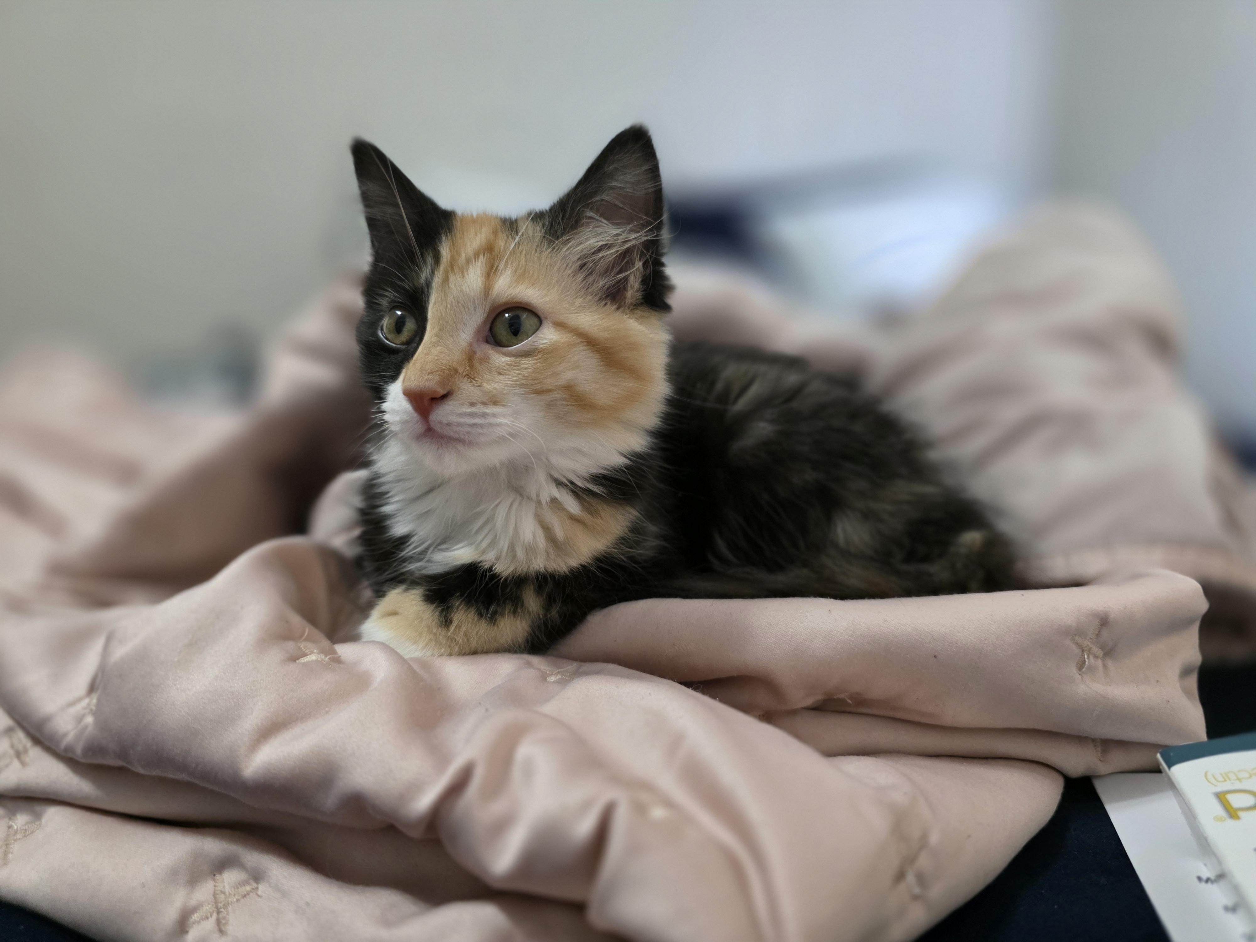 Honey, adopted, Kitten Female Domestic Long Hair.