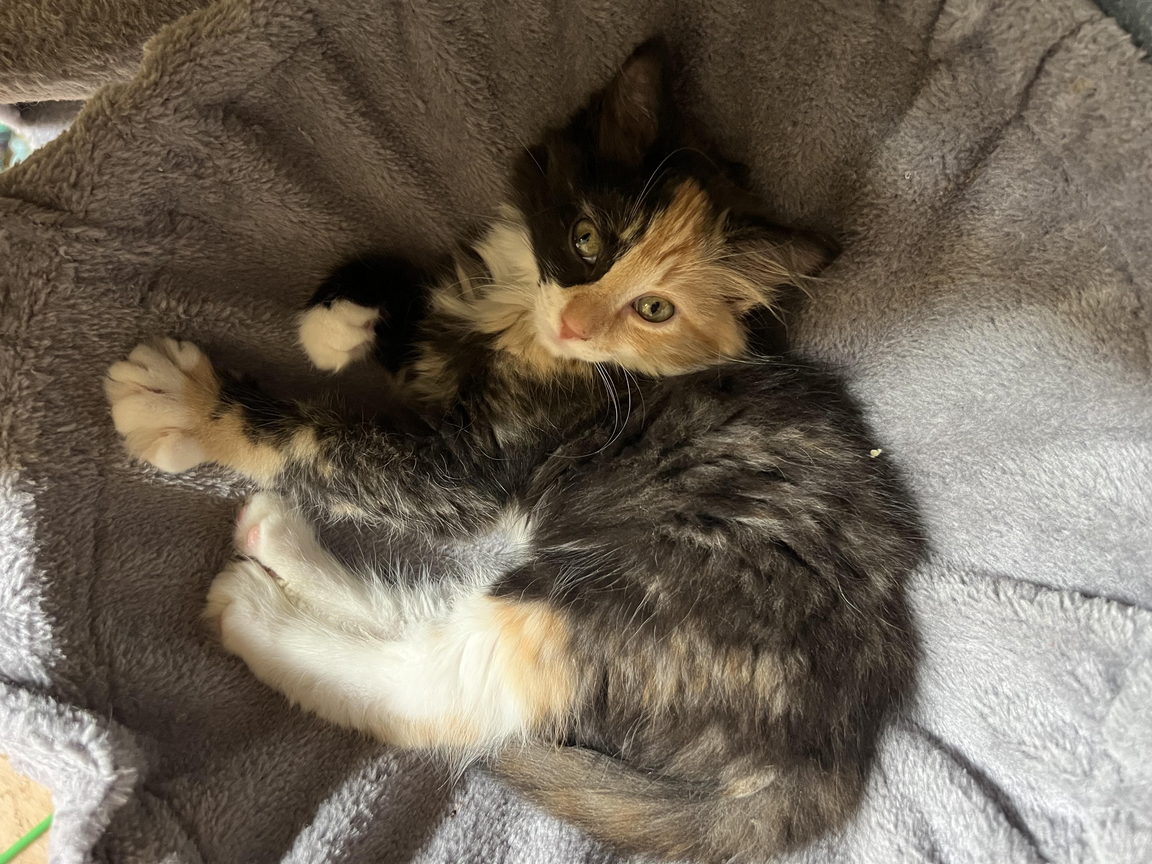Enlarge Honey, an adopted Domestic Long Hair in Wilmington, NC image 3/4